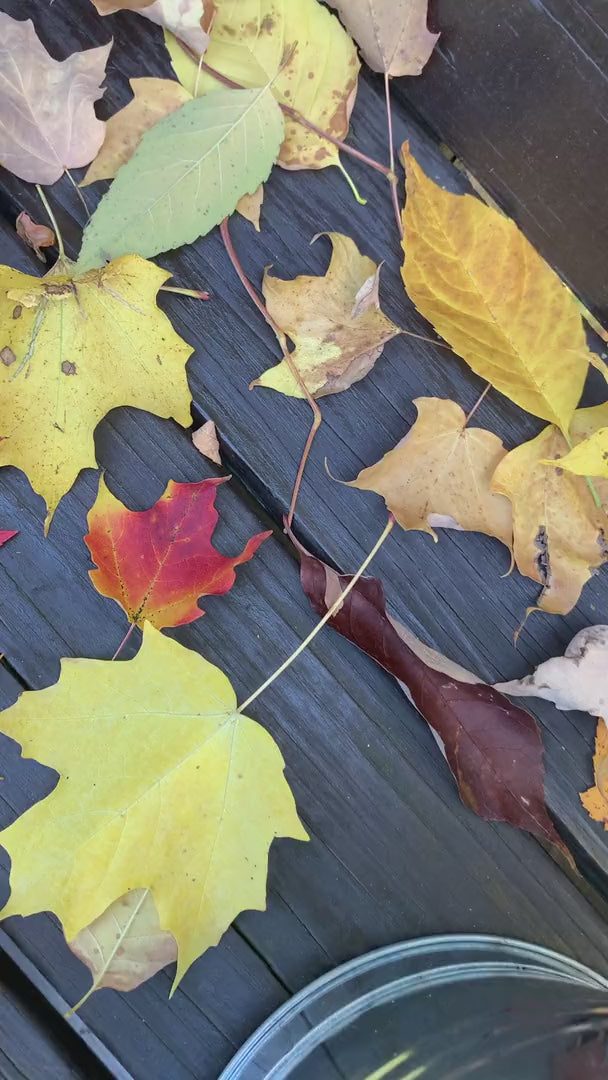 Video of MBeze Once BItten Collection with apples and surrounded by fall leaves.