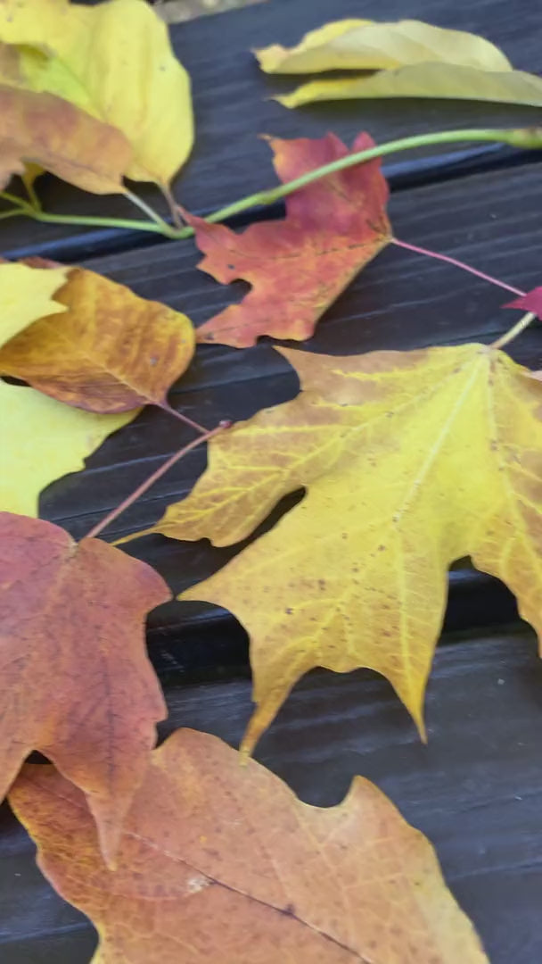 Video of MBeze Once BItten Collection with apples and surrounded by fall leaves.
