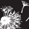 Twice Shy white dandelion. Make a wish!